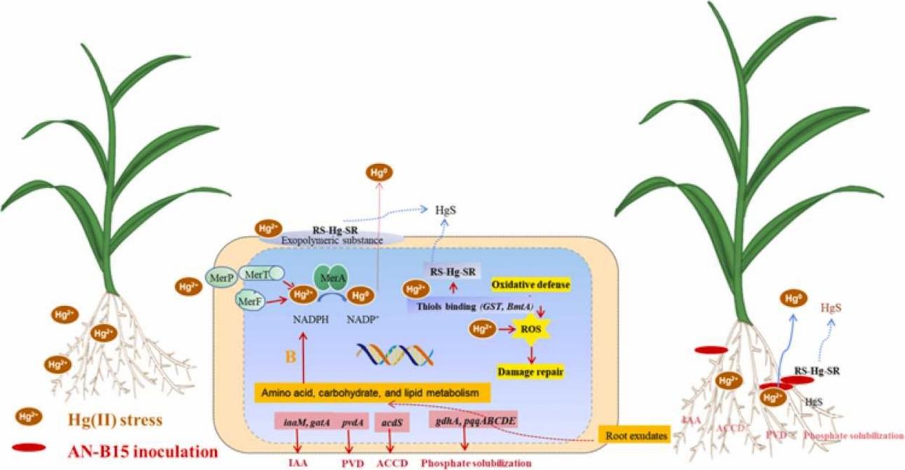 DD99E64829063253AA8FDDB032A_32B77D8B_11773.jpg DD99E64829063253AA8FDDB032A_32B77D8B_11773.jpg